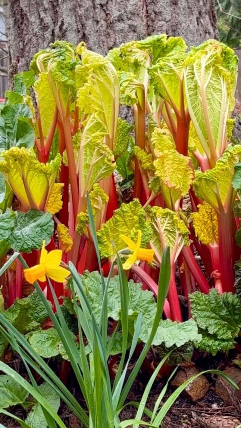 Rhubarb