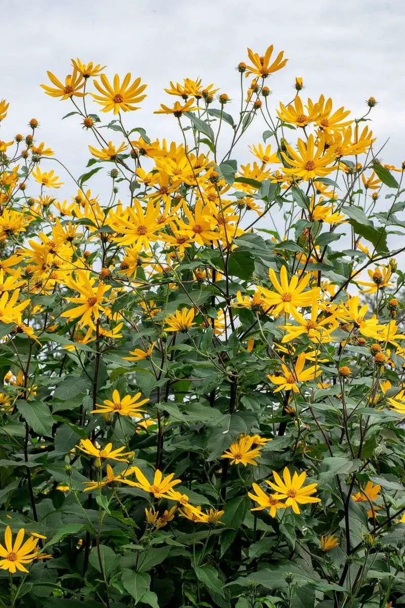 Jerusalem Artichoke