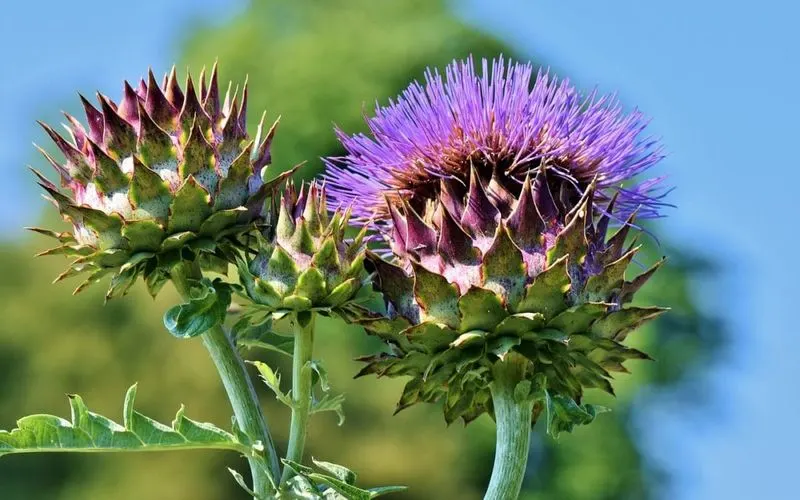 Artichoke