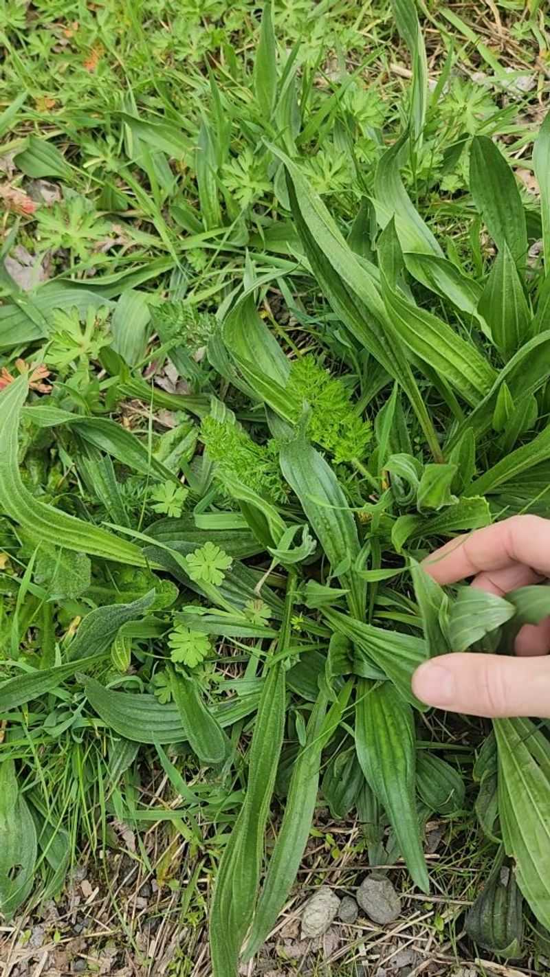 Ribwort Plantain