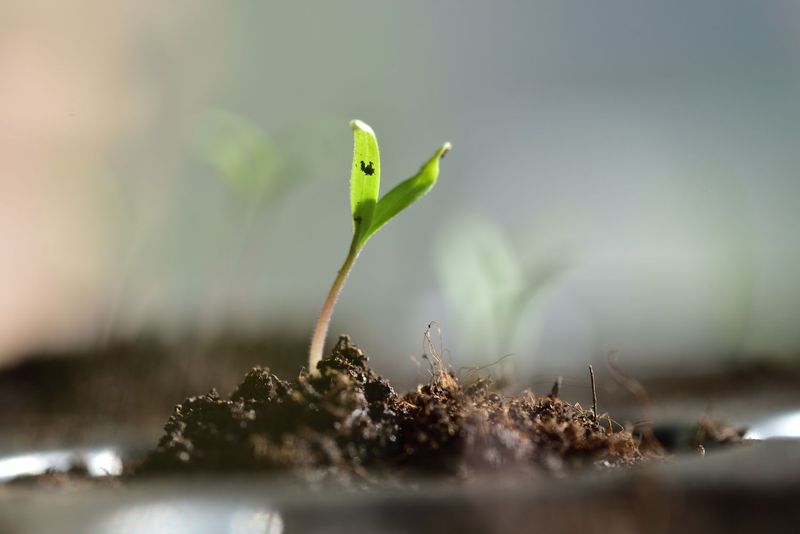 Healthy Growth Rate