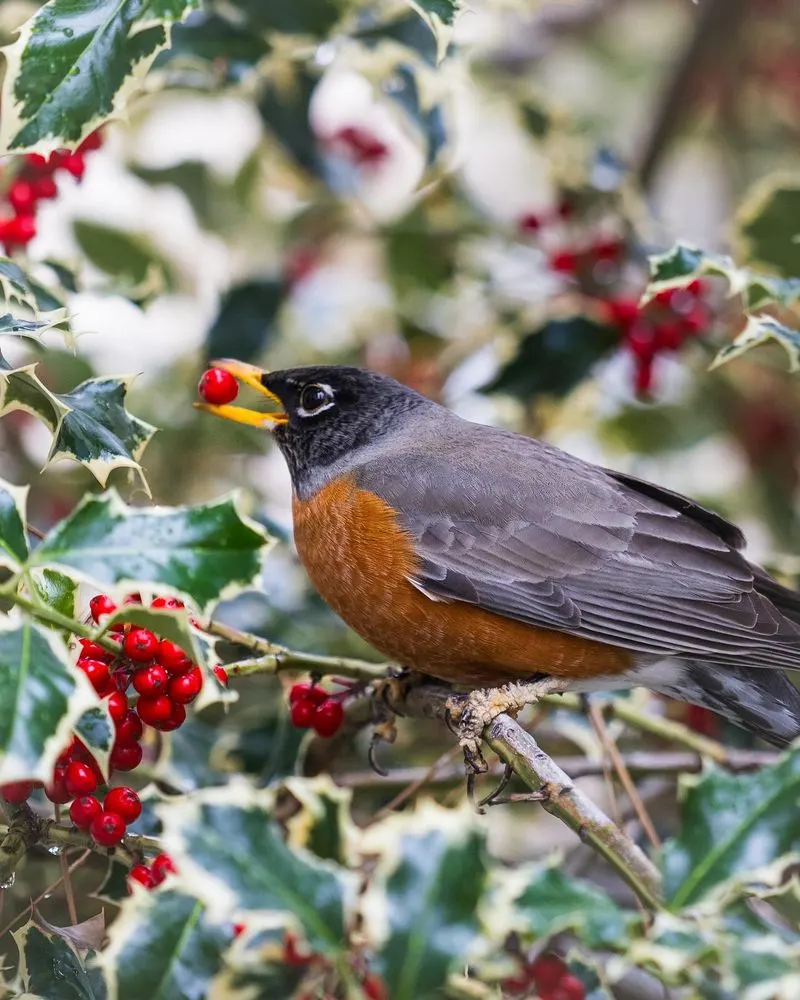 Robins and Berry Bushes