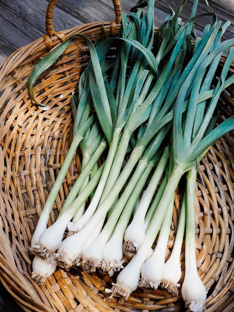 Green Garlic