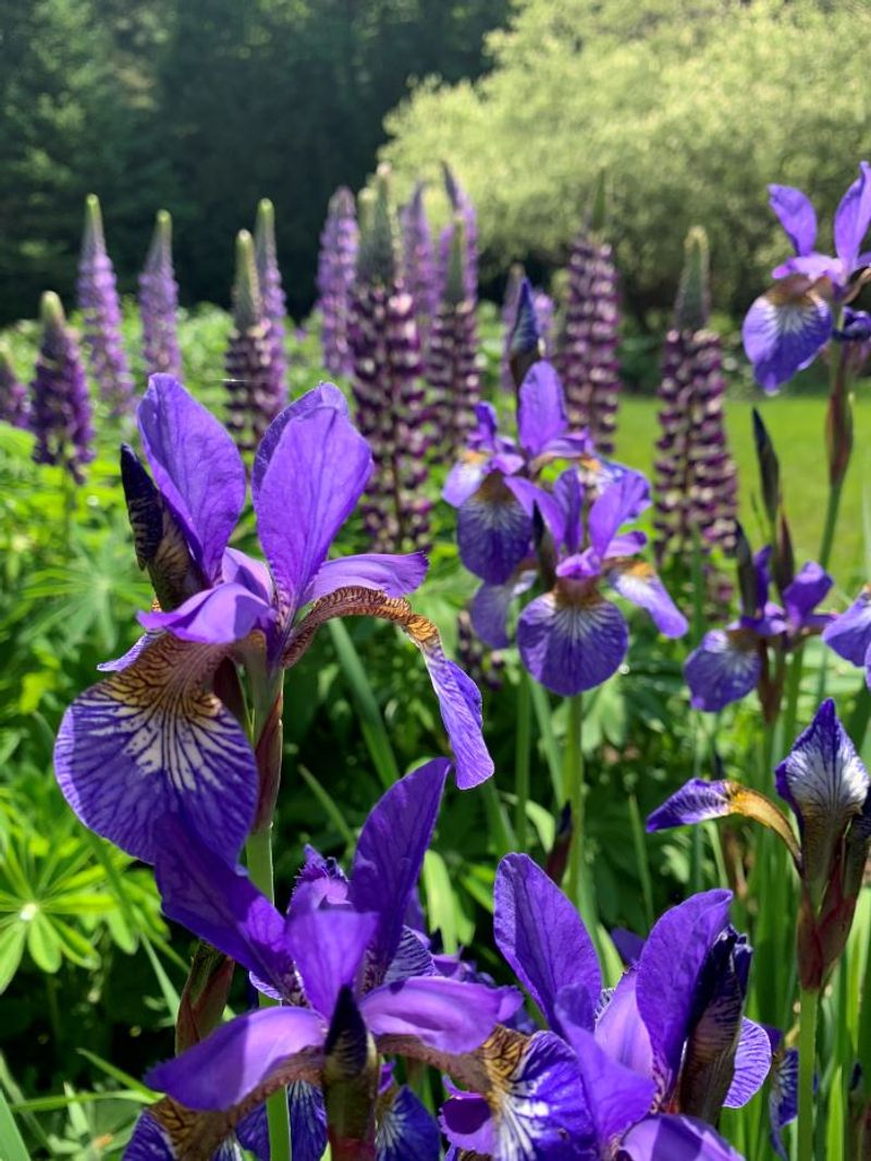 Siberian Iris