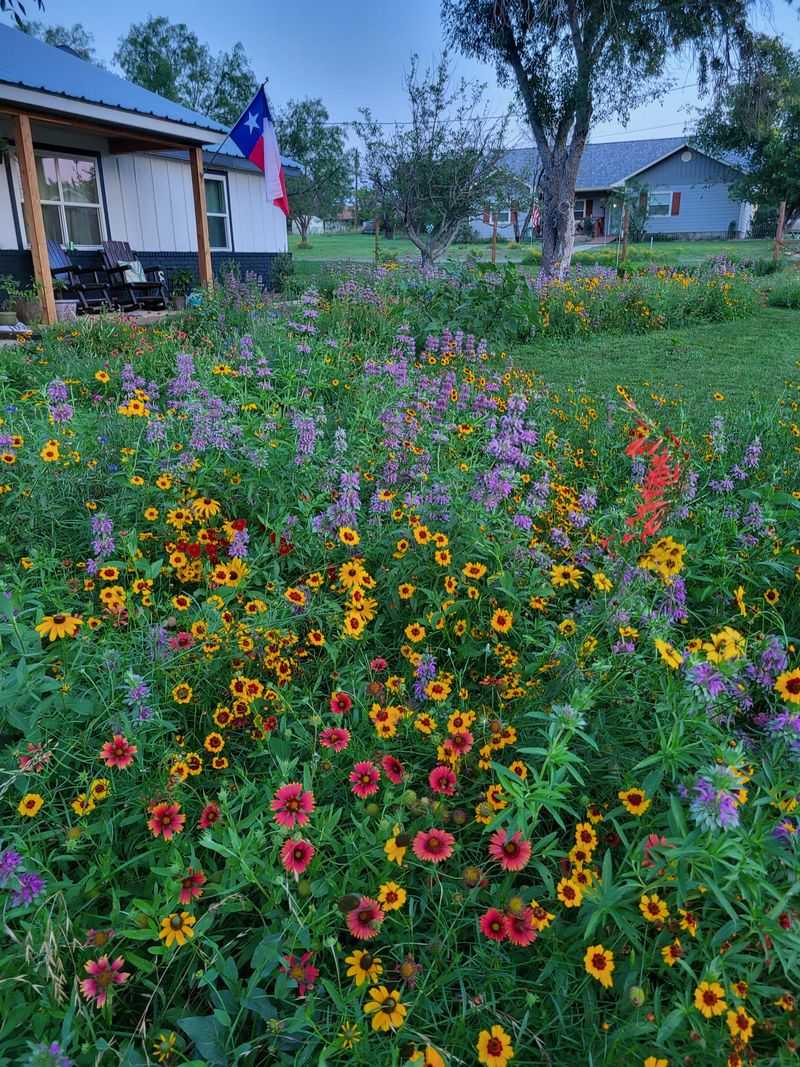 Wildflower Meadow