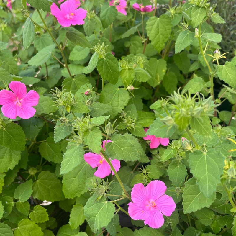 Rock Rose