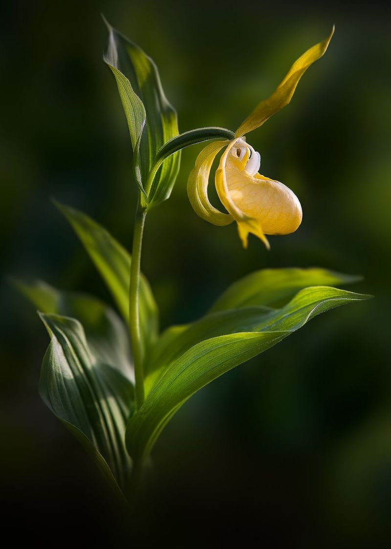 Yellow Lady's Slipper