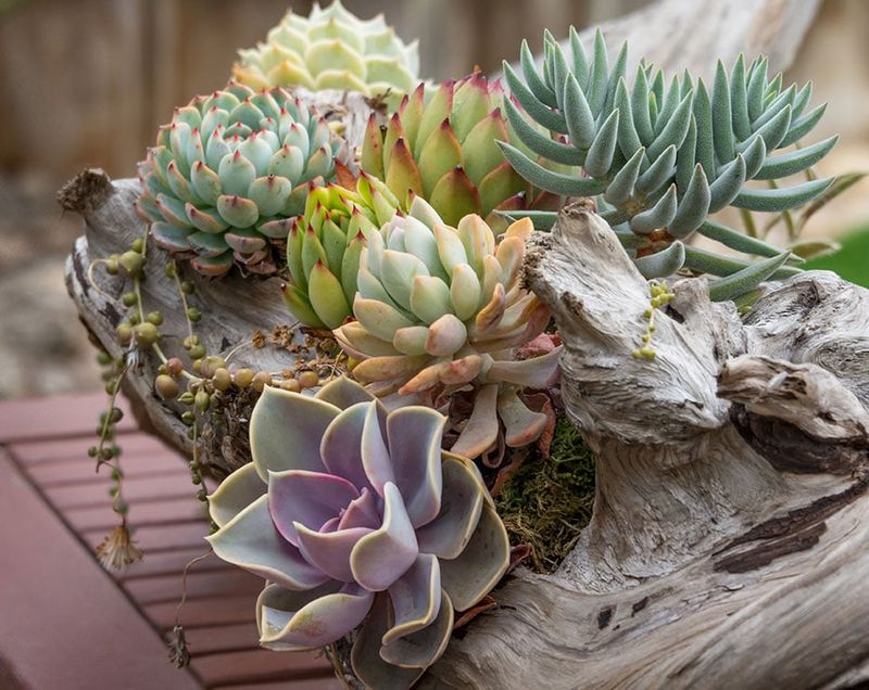 Succulent Sanctuary