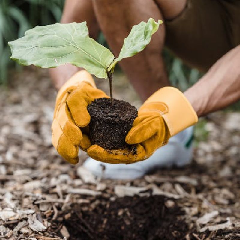 Timing of Planting