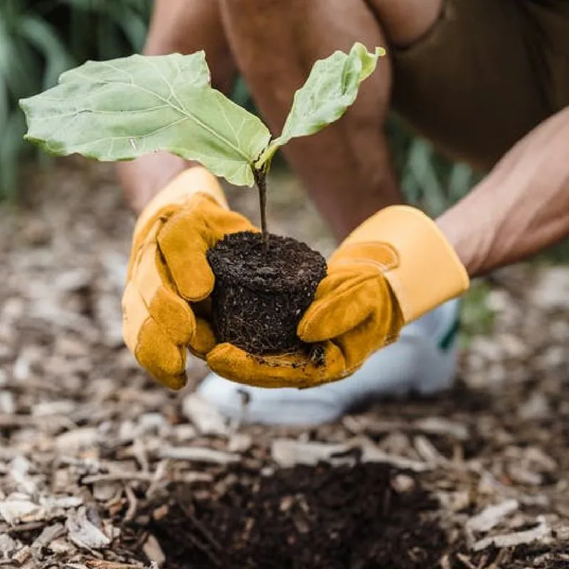Timing of Planting