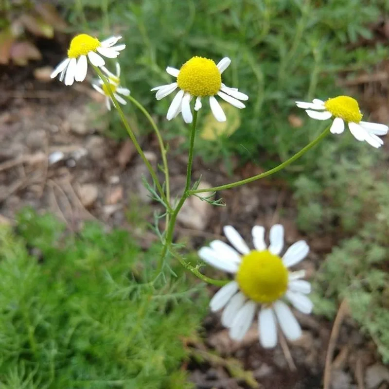 Roman Chamomile