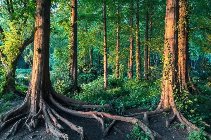Root Communication