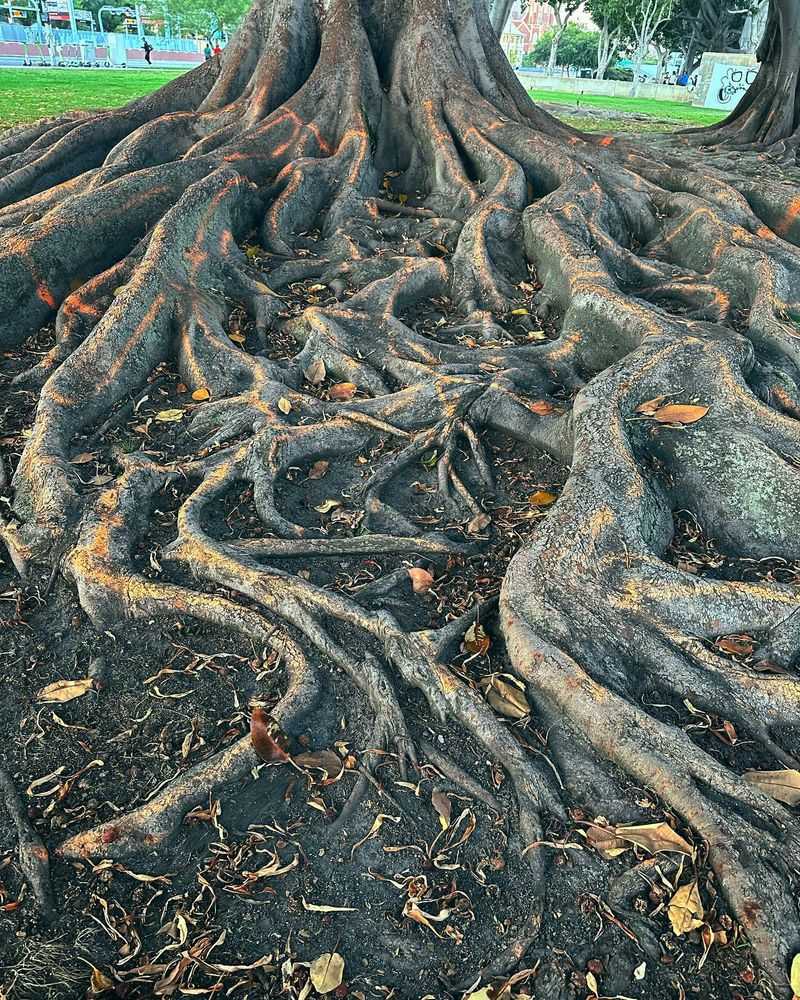 Root Communication