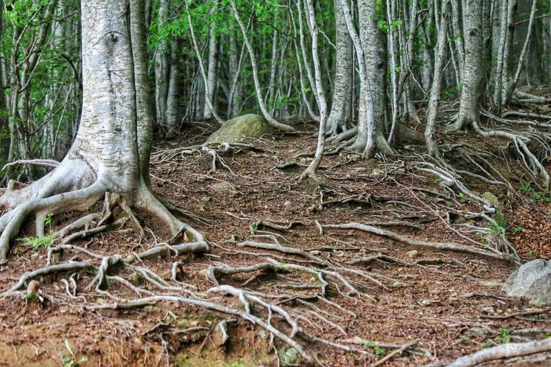 Root Competition