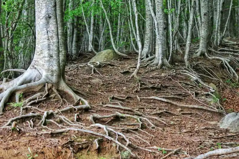 Root Competition