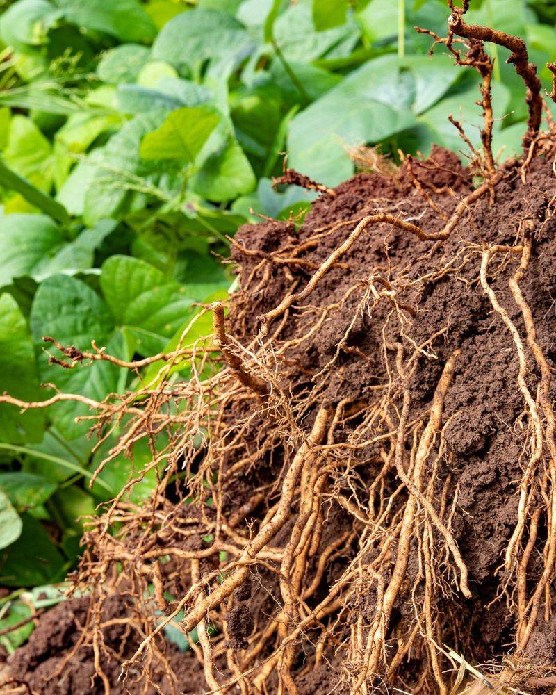 Root Competition