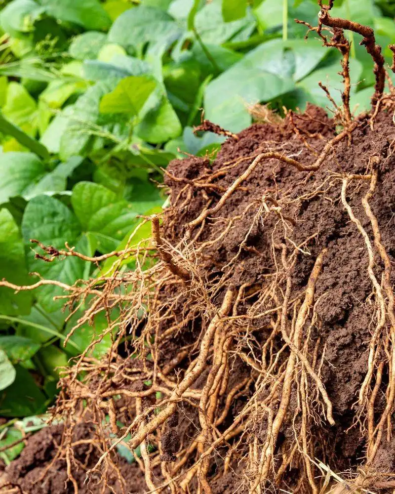 Root Competition