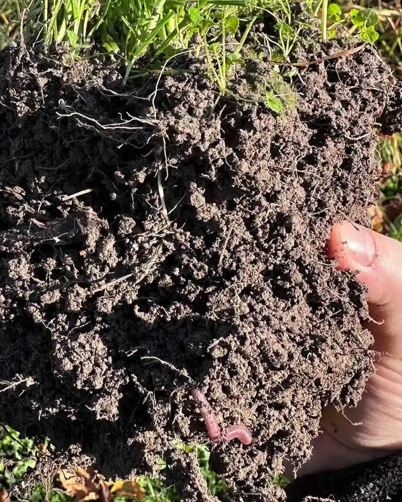 Root Exudates