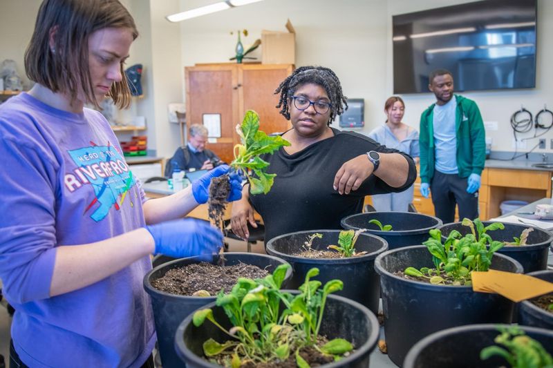 Root Interactions with Microbes