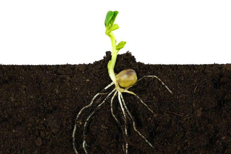 Soil Aeration Aid