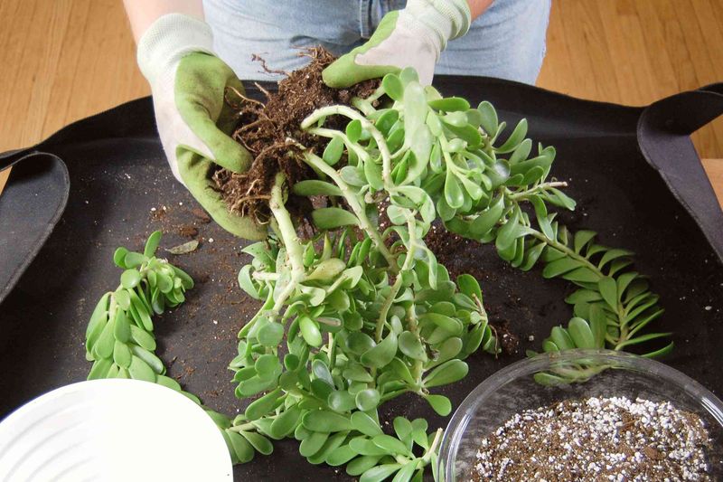 Root Rot