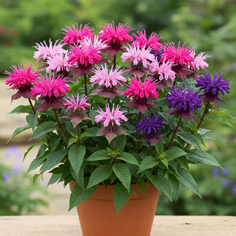 Bee Balm