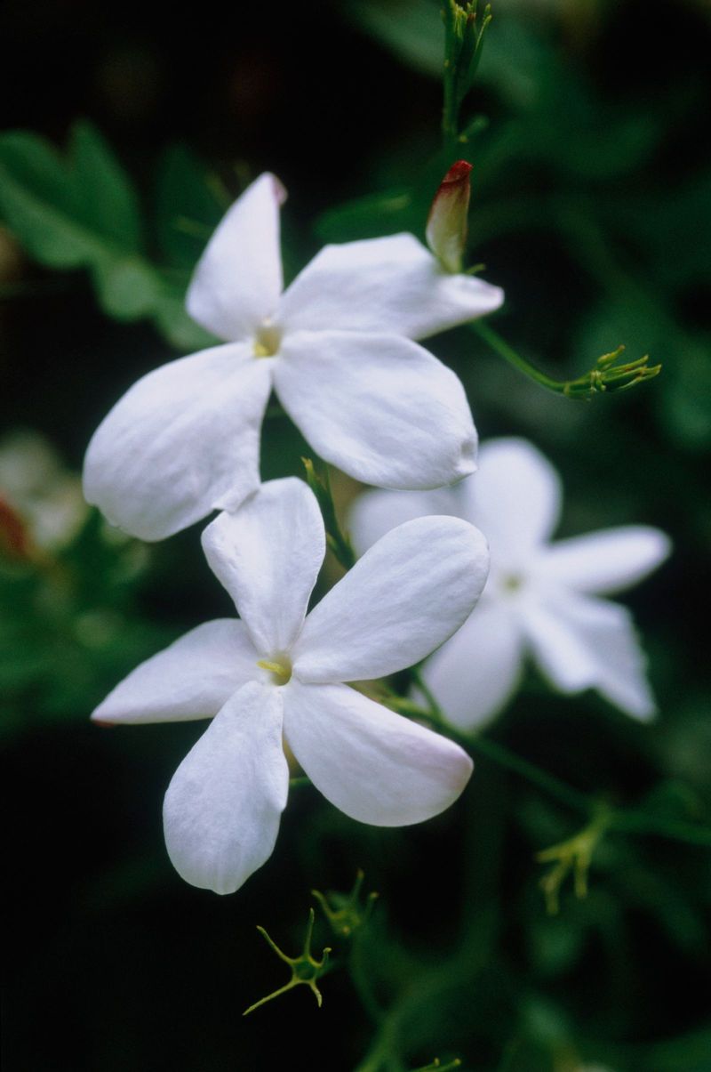 Jasmine