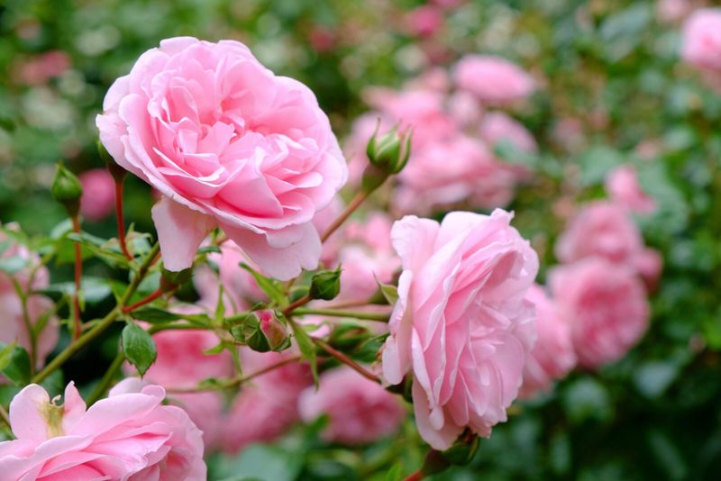 Rose Bush
