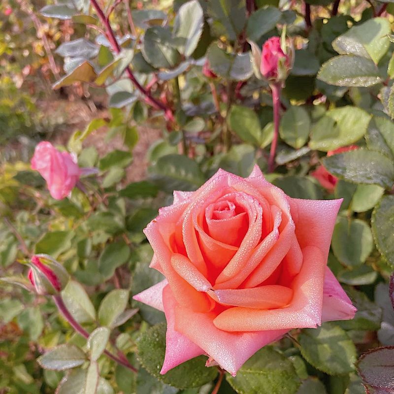 Rose Petals