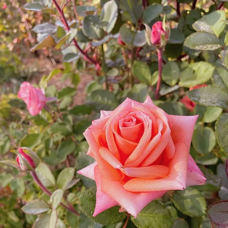 Rose Petals