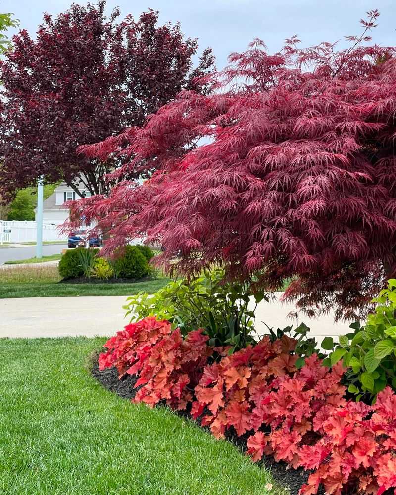 Japanese Maple