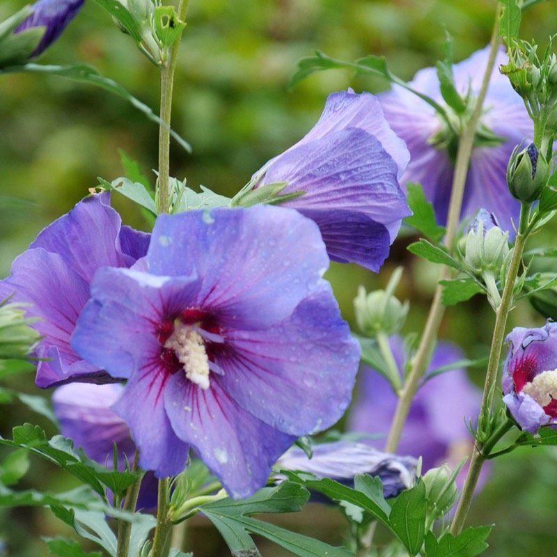 Rose of Sharon