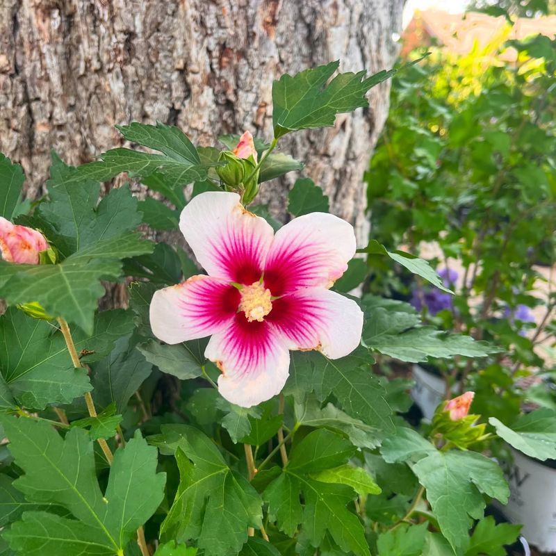 Rose of Sharon