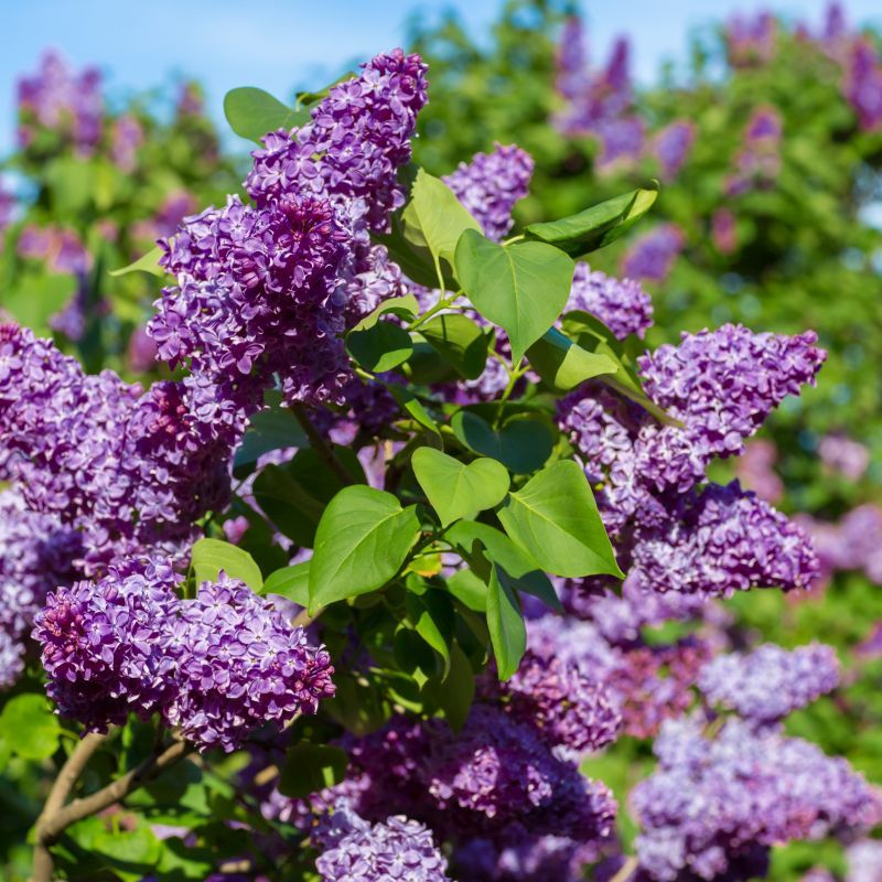 Lilac