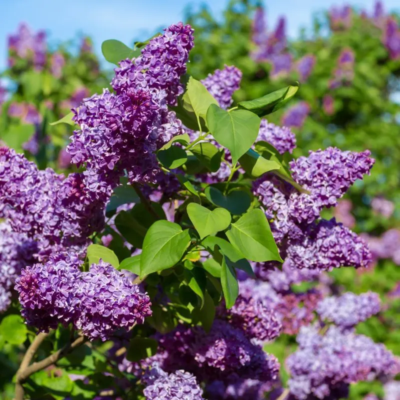 Lilac