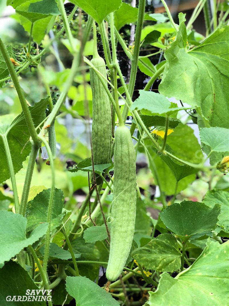 Armenian Cucumbers