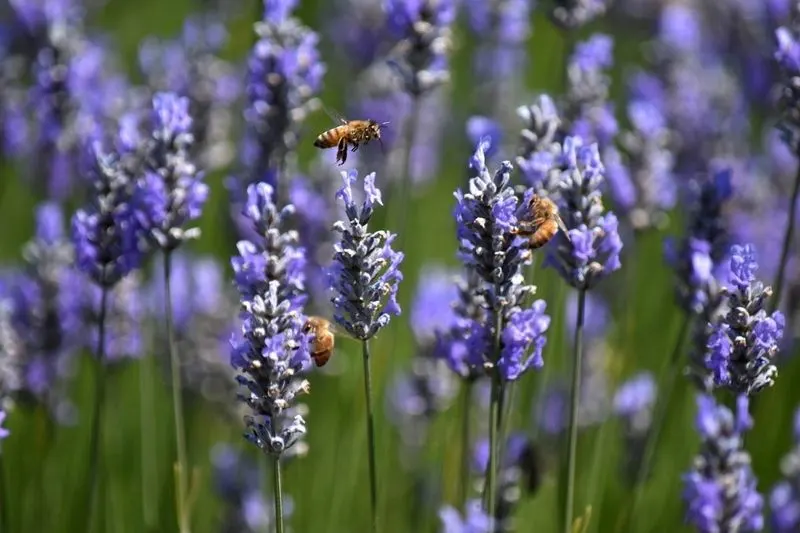 Lavender