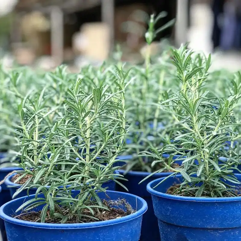 Rosemary