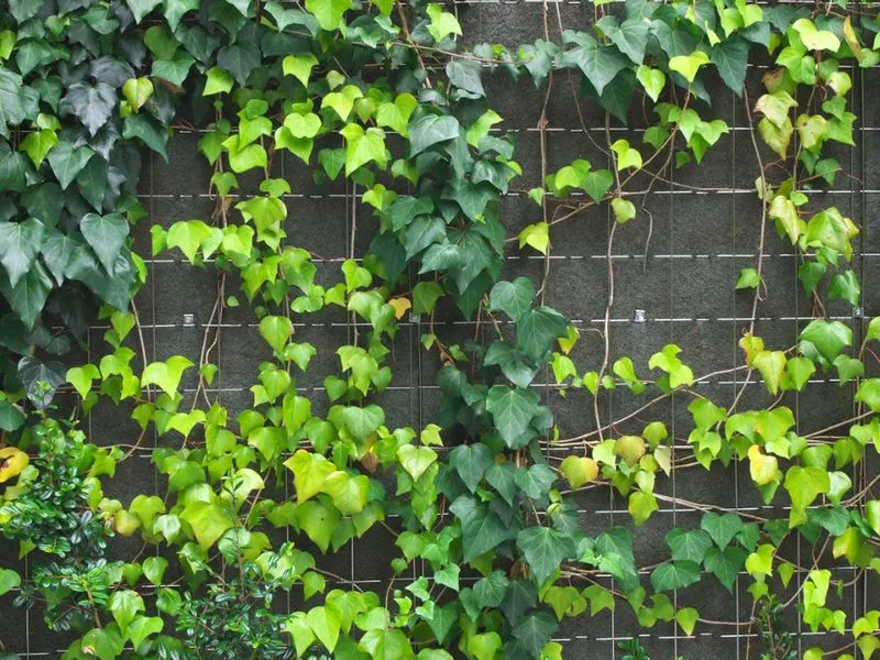 English Ivy