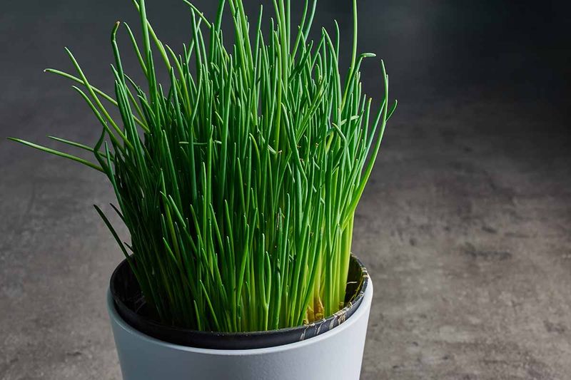 Chives