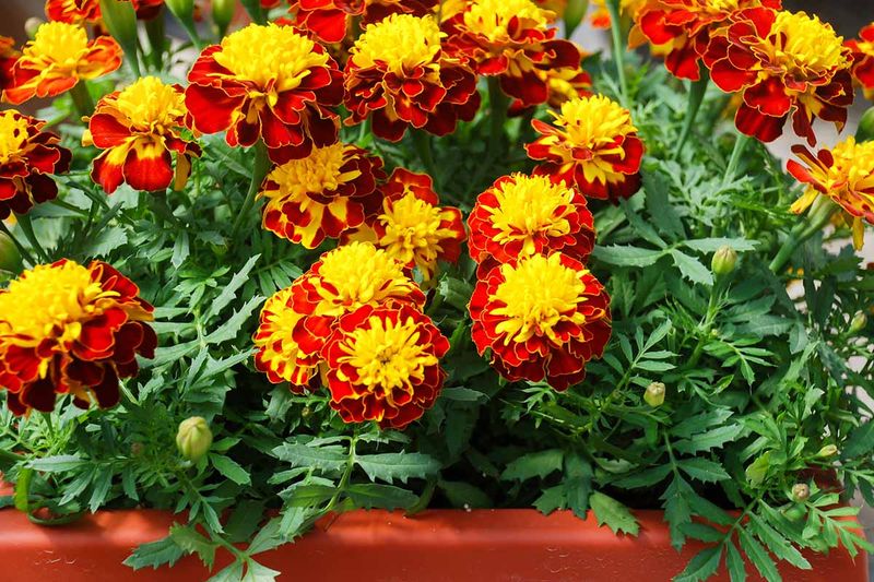 Marigold