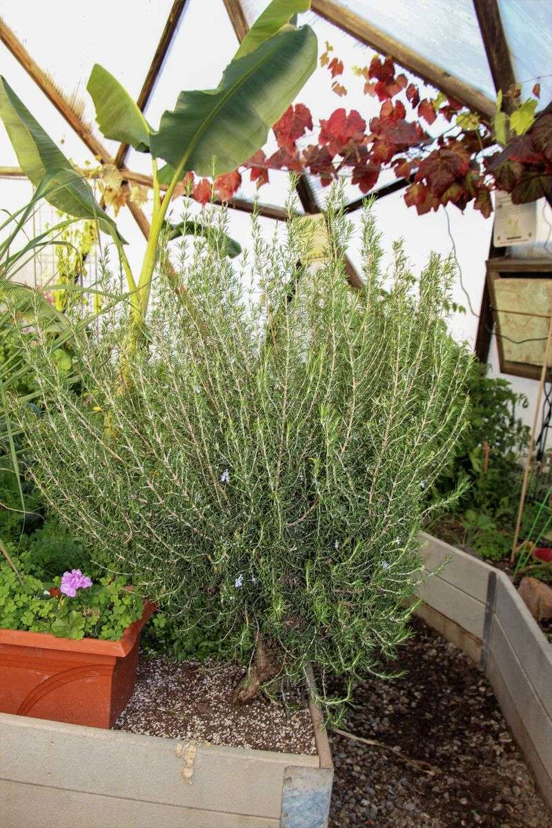Rosemary