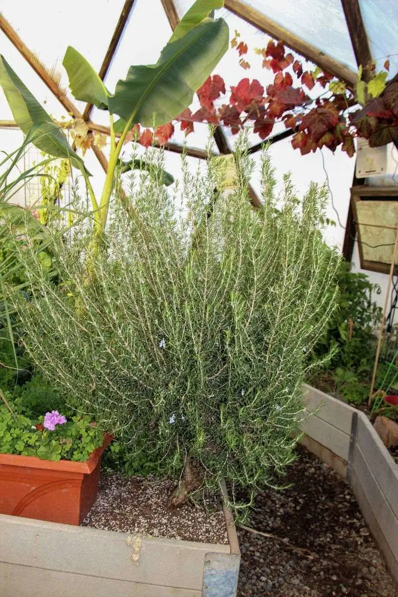 Rosemary