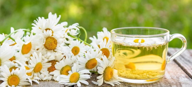 Chamomile