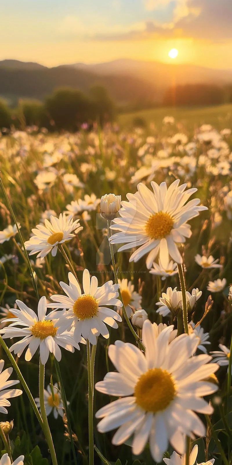 Chamomile