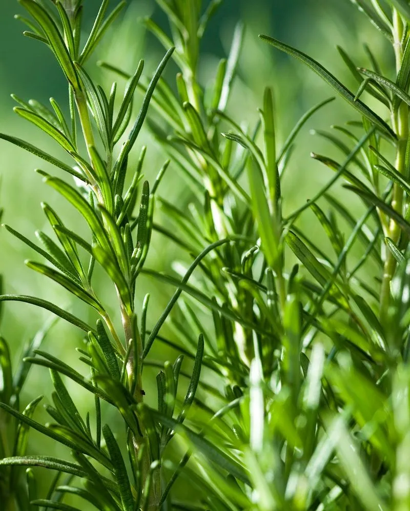 Rosemary
