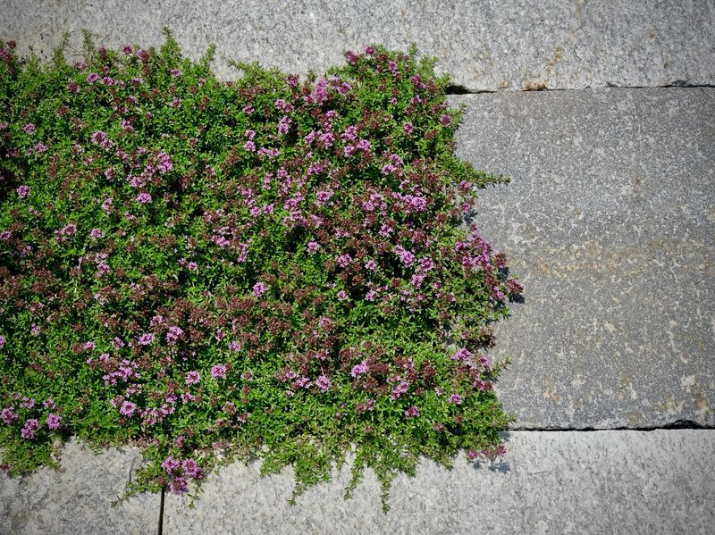 Thyme