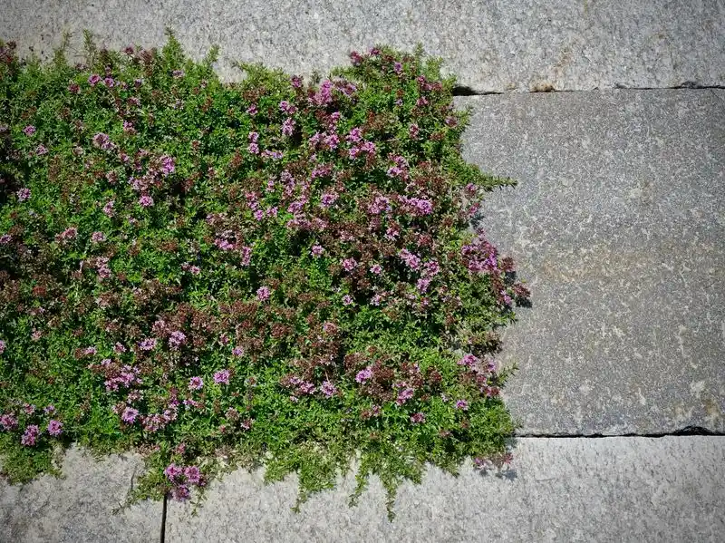 Thyme
