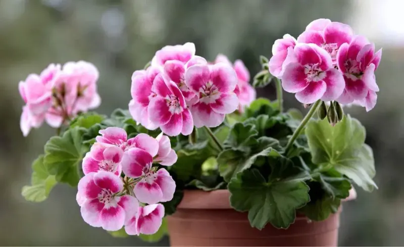 Geranium