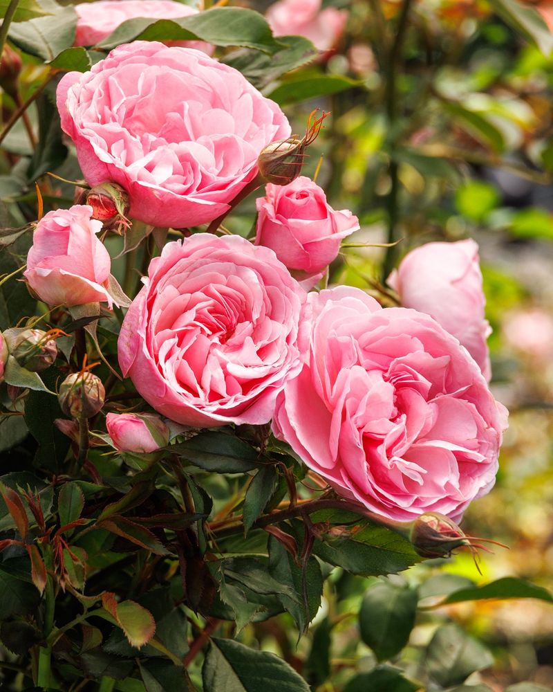 Roses: The Timeless Emotion
